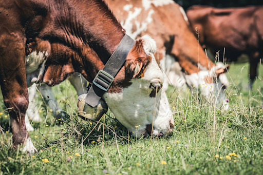 Reduce enteric fermentation emissions from ruminant animals