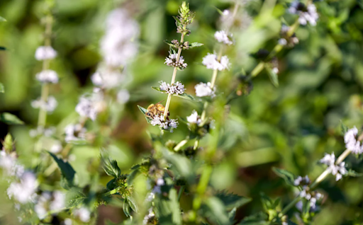 Provide sustainability platform for smallholder farmers