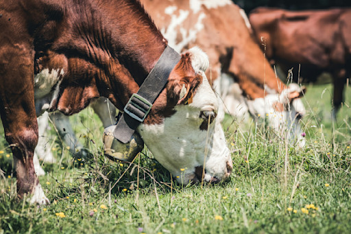 Reduce enteric fermentation emissions from ruminant animals