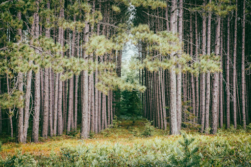 Maintain and enhance forest carbon sinks with silviculture