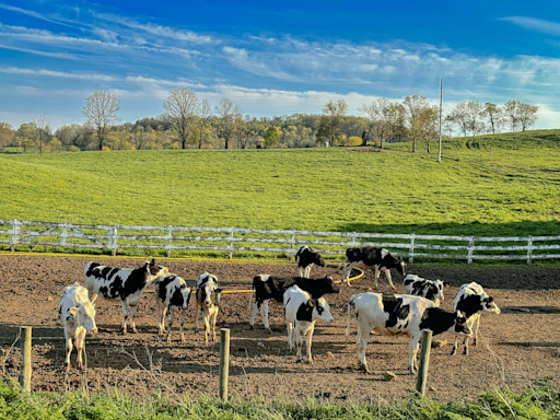 Cut carbon emissions with amino acid-balanced cattle feed