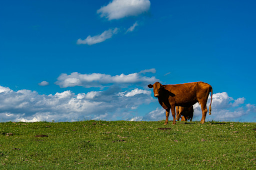 Invest in regenerative pasture-based farms in Brazil