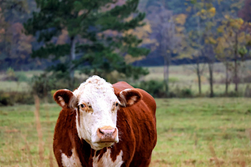 Advance deforestation-free beef supply chain
