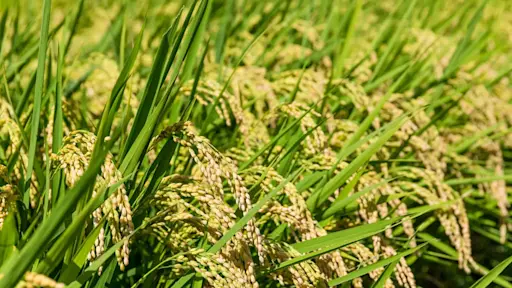 Incentivize low-emission rice in the Mekong River Delta