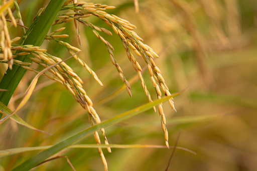 Support Indian farmers transition to direct-seeded rice