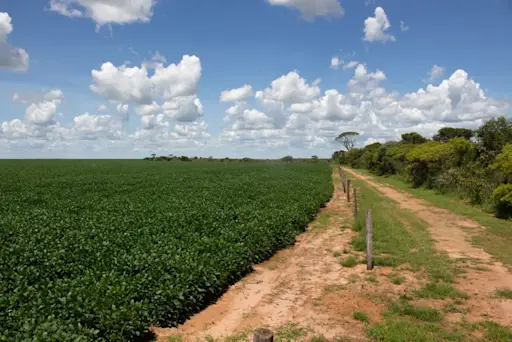 Accelerate DCF soy production in the Brazilian Cerrado