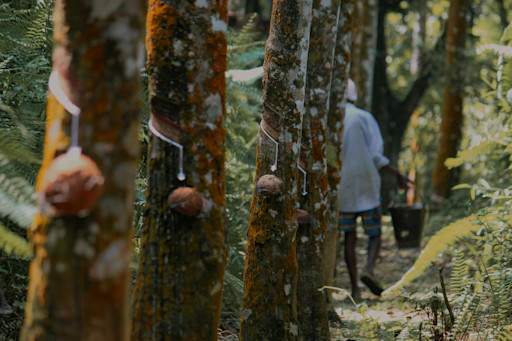 Restore biodiversity through rubber cultivation