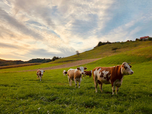 Advance traceability for sustainable cattle supply chain