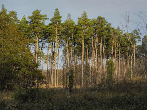 Strengthen forest conservation through financial inclusion