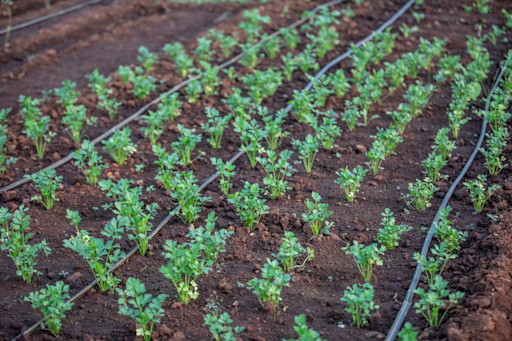 Restore water to nature across plants and farmland