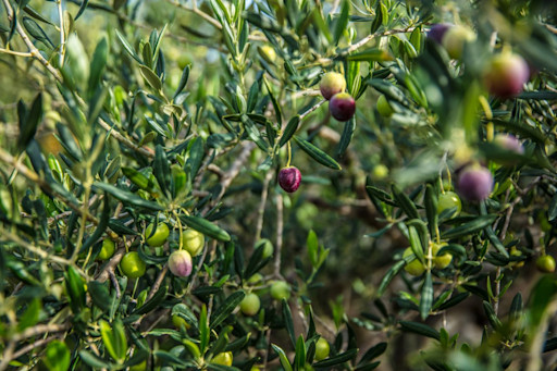 Turn olive stone waste into effervescent tubes