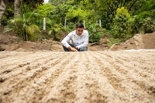 Propagate endemic plants to reverse biodiversity loss
